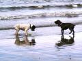 Glasgow Dog Walking, Boarding & Pet Care Services image 9