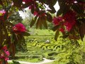 Glendurgan Garden image 6