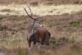 Glenlivet Wildlife image 2