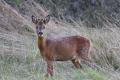 Glenlivet Wildlife image 5