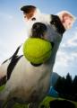 Go Fetch it! Dog Behaviourist, Puppy Training, Dog Training logo