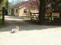 Goldbrook Boarding kennels and cattery image 3