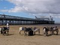 Grand Pier image 9