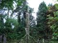 Greenwood Tree Surgeons image 7
