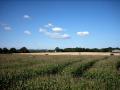 Gregorys Farm Brimstage Maize Maze image 2