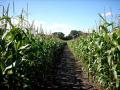 Gregorys Farm Brimstage Maize Maze image 5