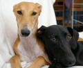 Greyhound Rescue West of England image 2