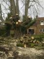 Hampshire Tree & Landscapes Winchester image 2