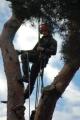 Hampshire Tree Services logo