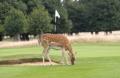 Hampton Court Palace Golf Club image 7