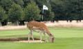 Hampton Court Palace Golf Club image 8