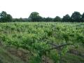 Harbourne Vineyard image 1