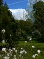Harcourt Arboretum image 5