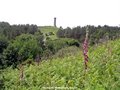 Hardy Monument image 8