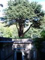 Highgate Cemetery image 4