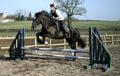 Hillview Riding Stables image 1