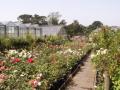 Horsfields Nursery (Garden Centre) image 6