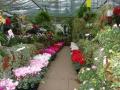 Horsfields Nursery (Garden Centre) image 9