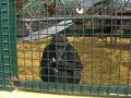 Howletts Wild Animal Park image 9