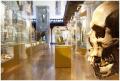 Hunterian Museum and Art Gallery image 1