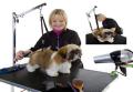 I-CHIP & Mobile Dog grooming image 3