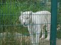 Isle Of Wight Zoo & Tiger Sanctuary image 5