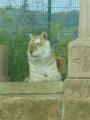 Isle Of Wight Zoo & Tiger Sanctuary image 7
