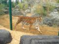 Isle Of Wight Zoo & Tiger Sanctuary logo