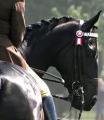 Jo Bates - Show Horse Producer, Rider & Trainer image 2