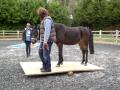 Jo Rose Teacher / practitioner: Touch for Health, Perceptual Bodywork, Animals image 1