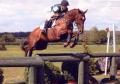 Joe Harter - BHSI Horse & Rider Training - BE Accredited image 2