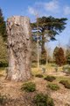 Kingston Lacy image 6