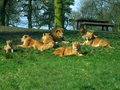 Knowsley Safari Park image 7
