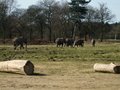 Knowsley Safari Park image 9