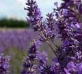 Lavender Fields image 1
