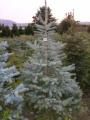 Leigh Sinton Christmas Trees image 3