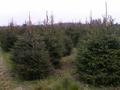 Leigh Sinton Christmas Trees image 5