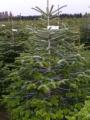 Leigh Sinton Christmas Trees image 7