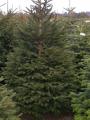 Leigh Sinton Christmas Trees image 9