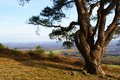 Leith Hill image 5
