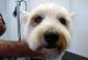Little Gems Dog Grooming image 4