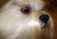 Little Gems Dog Grooming image 5