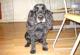 Little Gems Dog Grooming image 7