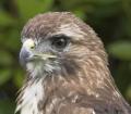 Loch Lomond Bird of Prey Centre logo