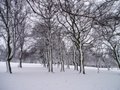 Locke Park image 6
