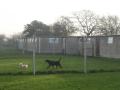 Lodge Farm Boarding Kennels image 4