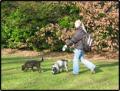 London Dog Walking Ltd image 2