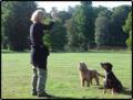London Dog Walking Ltd image 3