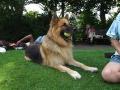 London Pet Sitting | London Dog Walking | Cat Sitting image 1