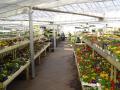 Longacres Nursery image 3